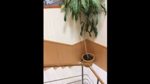 Быстрая отделка стен готовыми панелями.  Ремонт в офисе.