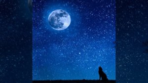 Вой волков ночью