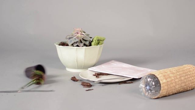 ECHEVERIA - teaser longo смотреть онлайн