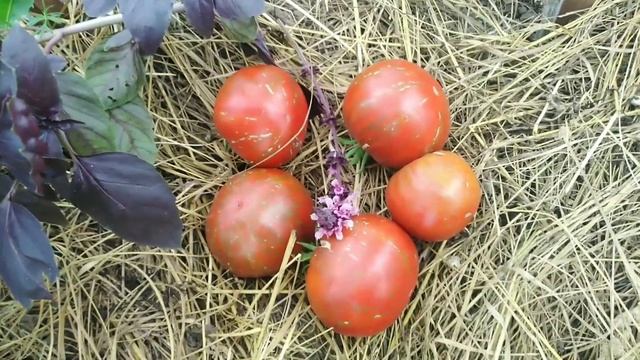 Томат БОЛЬШОЙ ПОЛОСАТЫЙ КАБАН .После первой пробы вкус не изменился.