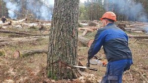 как правильно запилить дерево по направлению