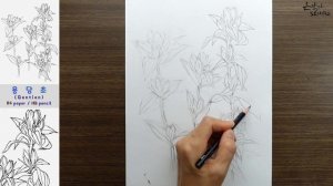 Gentian drawing | 용담초 연필 스케치와 전사과정 | Botanical Art