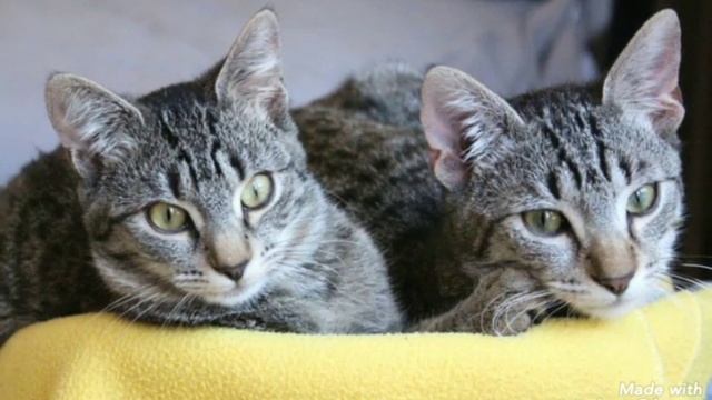 Чем и почему мурчат коты? смотреть онлайн