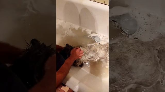 Купаем пекинеса смотреть онлайн