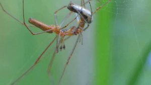 Спаривание пауков