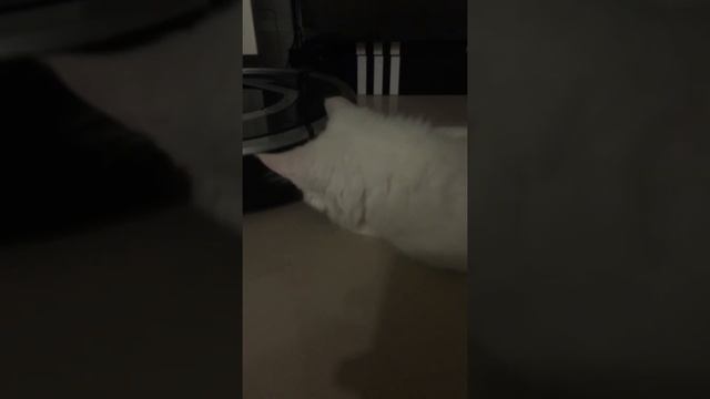 Котенок Мейн-Кун белый, голубоглазый)
