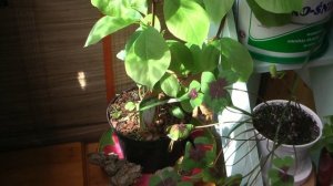 Магнолия Суланжа Magnolia soulangeana на балконе ❀ рекомендации по посадке и уходу за магнолиями