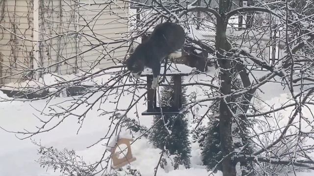 У каждого "СВОЯ" - КОРМУШКА... смотреть онлайн