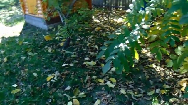 Орех Манчжурский годен для Сибири смотреть онлайн