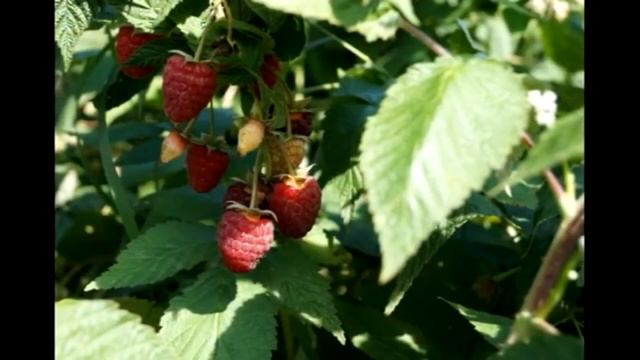 Деревья, цветы и кустарники от специалиста по садоводству. смотреть онлайн