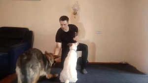 НЕМЕЦКАЯ ОВЧАРКА НАПАЛА НА ДВОРНЯГУ | НОВАЯ СТЫЧКА СОБАК| ДРЕССИРОВКА ДВУХ СОБАК | ДРЕССИРОВКА СОБА