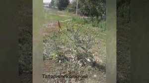 город Аягуз (ВКО, бывшей Семип. области) Жанаул, 4 кв. Часть 1