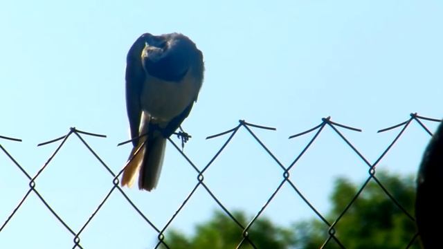 Белая трясогузка (Motacilla alba) Голоса птиц слушать! Как поёт Трясогузка! Воробьинообразные птицы