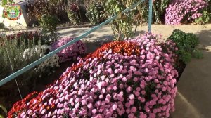 Секреты выращивания шаровидных хризантем мультифлоры. Как вырастить красивые шары мультифлоры