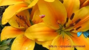 Лилия азиатская горшечная Голден Джой (lilium) ? обзор: как сажать, луковицы лилии Голден Джой