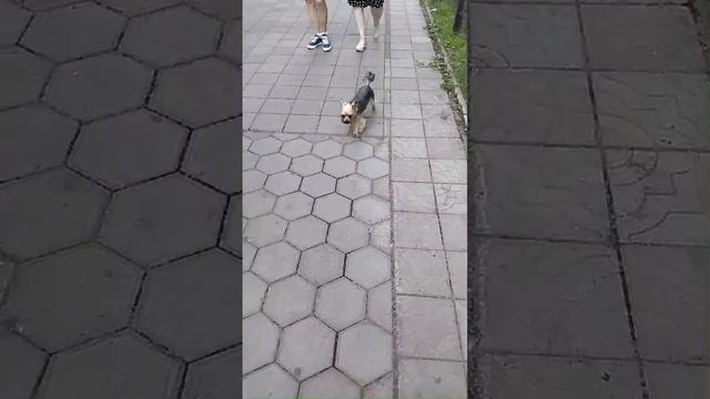 Собаки тук тук тук