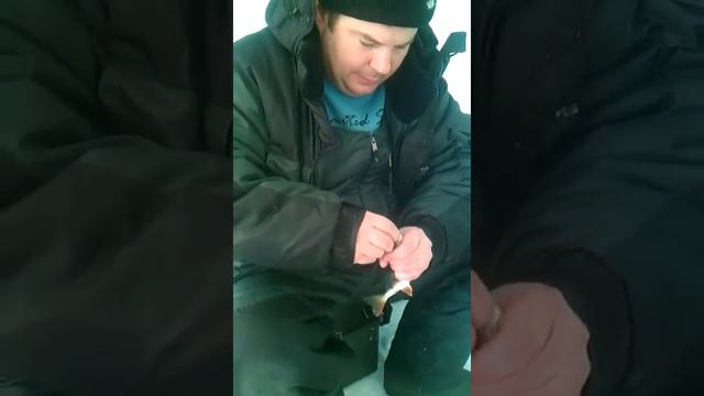 Зимняя рыбалка. Ловля окуня. Новосибирск. Обское водохранилище. смотреть онлайн