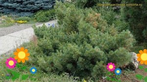 Сосна веймутова Макопин. Краткий обзор, описание характеристик, где купить pinus strobus Macopin