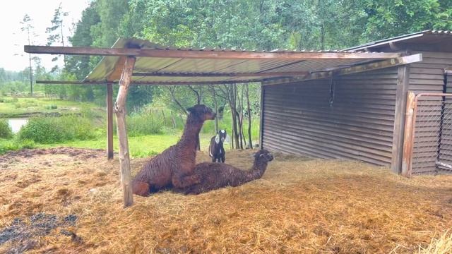 Как рожает альпака от и до смотреть онлайн