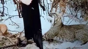 Спасение рыси из капкана!