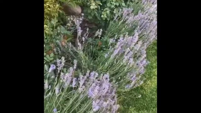 Lavender !! Лаванда !! смотреть онлайн