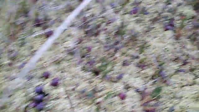 Как растет клюква в Сибири смотреть онлайн