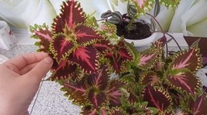 Колеус (крапивка) размножение и уход.