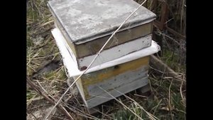 как сделать весенний отводок на летную пчелу и плодную матку