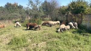 Романовские Овцы/ почему не стоит их заводить? Моя первая ошибка