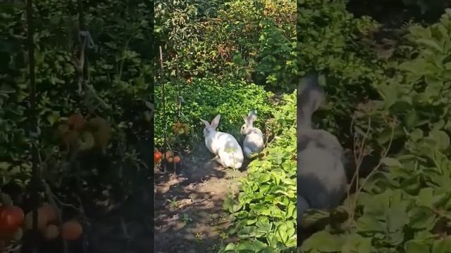 ушастые воры на даче. поймали с поличным смотреть онлайн