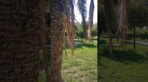 Пальмы шикарные в России Сочи прогулка по Ленина Адлерский район