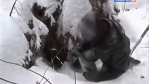 Рейтинг Баженова  Самые опасные животные России № 4