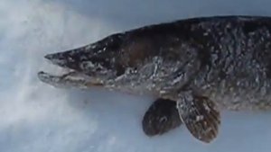 ЛОВЛЯ ЩУКИ КАПКАНАМИ| Трофейные ЭКЗЕМПЛЯРЫ!