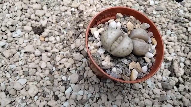 Купила новые растения.Литопсы в моей коллекции.