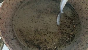 Как жарить мойву. Как жарить рыбу. Жареная мойва - королевская рыбка)) Безумно вкусно!!!!