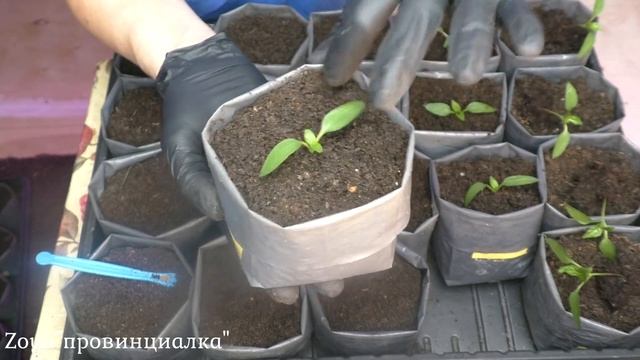 Пересаживаю перцы, баклажаны/ Острые перцы/ Отличная рассада/ #деревня #рассада #обзор #почвосмесь смотреть онлайн