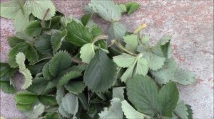 Сбор листьев плодовых деревьев для чая  Из моей практики