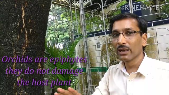 How to mount Orchid plants on a tree. смотреть онлайн