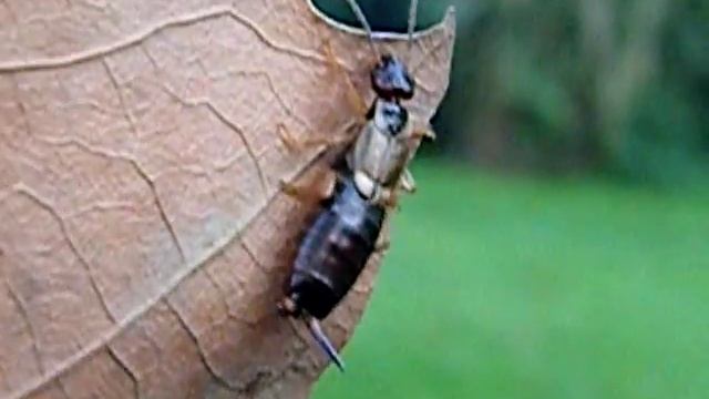 Forficula auricularia - (Linnaeus, 1758) - pince-oreilles ou perce-oreille. смотреть онлайн