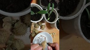 Датура (дурман)