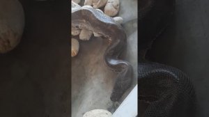 змеи в Тайланде! надо об этом знать, кто едет на отдых