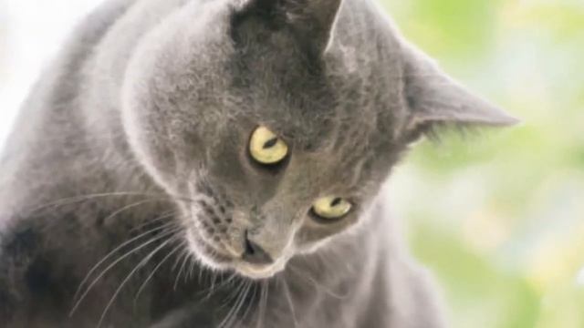 Russian Blue Cat 101 - 16 Fun Facts About Russian Blue Cat смотреть онлайн