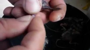 Кольцевание птенцов зебровых амадин