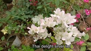 My Bougainvillea Garden Overview March 2021//আমার বোগেনভিলা বাগান পরিদর্শন//Baganbilas