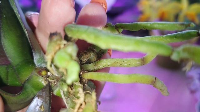 Черная сухая гниль и плохие корни частые проблемы у подростков орхидей Фаленопсис. Часть 1 смотреть онлайн