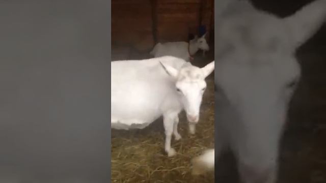 Зааненские козы купить компания БеМеМу смотреть онлайн