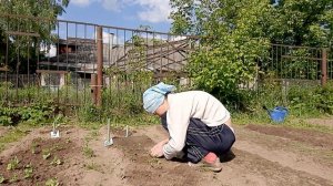 ?"Дачный сезон"Сажаем свеклу на резервную грядку.Пикируем мангольд и сажаем на резервную грядку.