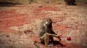 Брак сделал обезьяну человеком Все как у зверей на Атлантике (HD)