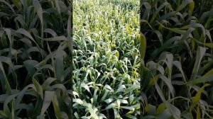 ВАССА оз пшеница  на 12,05,2023.