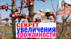 Секрет Увеличения Урожайности Плодовых. Фильм 1